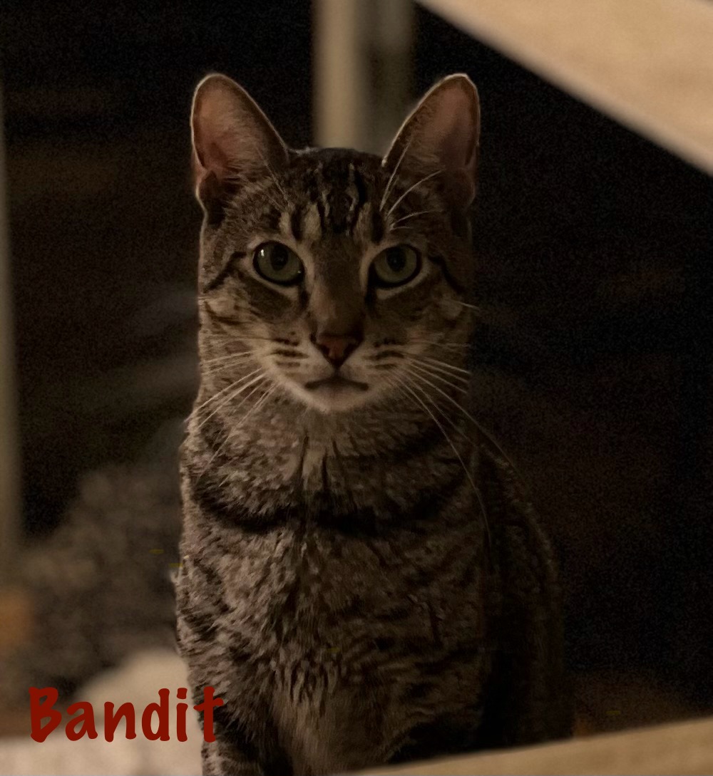 Bandit – For the Love of Grace Animal Rescue