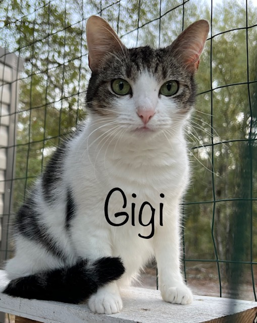 Gigi