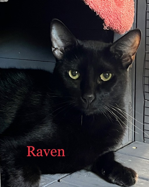Raven