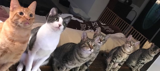 SHOW YOUR SUPPORT ~PLEASE DONATE